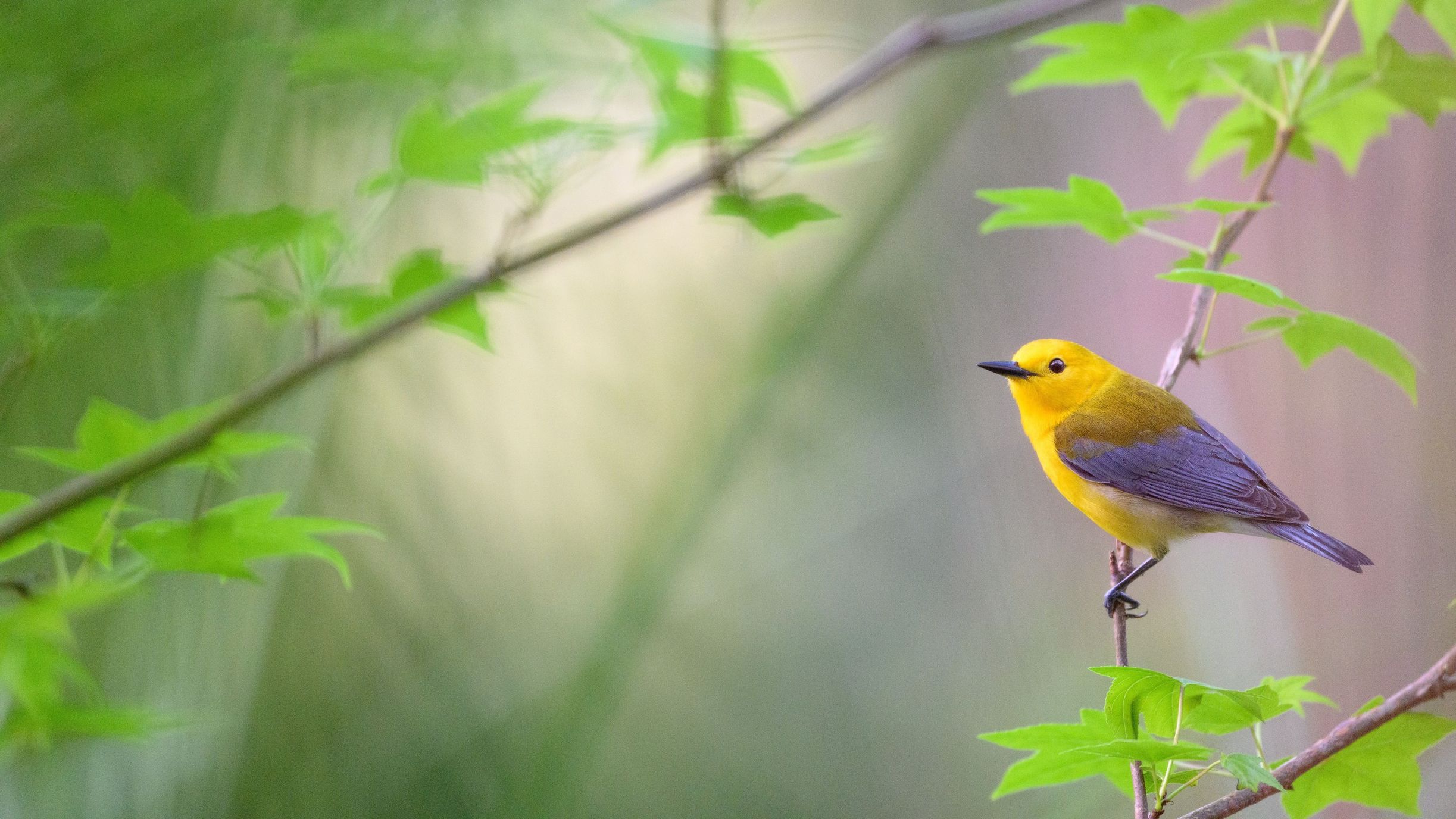 Golden Prothonotary Warbler perched among green leaves
